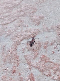 ant アリ話。