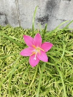 一番花