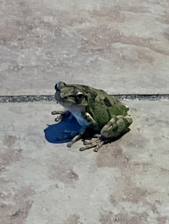 ڂ