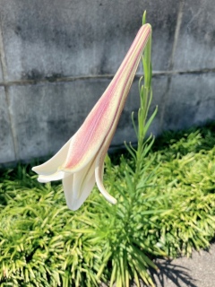 728