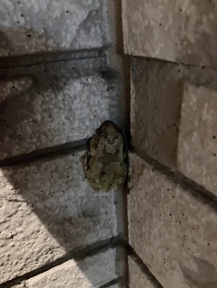 Ǌ^