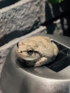 ۊ^