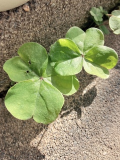 �d���[�߁B