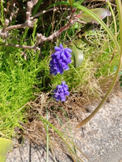 ���X�J��